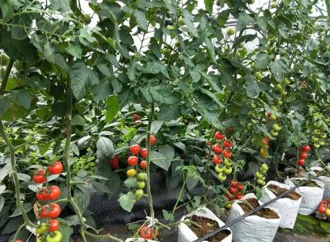 有机蔬菜种植 不起眼的小生意,如何能轻松年入30万!