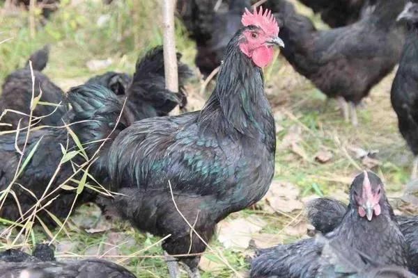 农村创业项目分享：一只能卖五六十，轻松月赚两三万的乌鸡养殖业务插图1