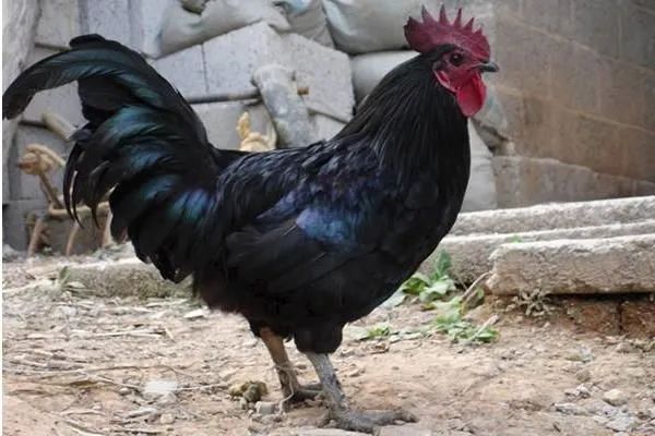 农村创业项目分享：一只能卖五六十，轻松月赚两三万的乌鸡养殖业务插图